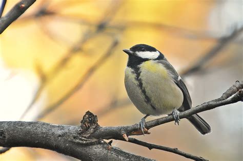 natur titten|Natürliche titten Pornovideos